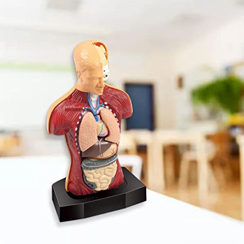 sharprepublic Modelo de Torso de Cuerpo Humano 3D Rompecabezas de Aprendizaje temprano Demostración Montessori Partes de órganos internos Juguetes de visualización