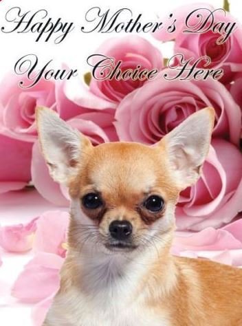 Tarjeta de felicitación personalizada para el día de la madre de Chihuahua