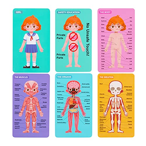 Toddmomy Juego de Anatomía de Cuerpo Humano para Niñas Juego Educativo Interactivo para Aprender Partes del Cuerpo Músculos Huesos 1 Juego