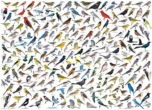 EuroGraphics "El Mundo de Las Aves por David Sibley Puzzle (1000 Piezas, Multi-Color)