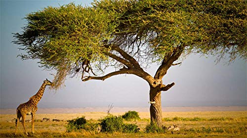 FAWFAW Rompecabezas 1000 Piezas, Sabana Africana Jirafa, Árbol Rompecabezas De Madera Juegos Juguetes