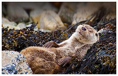 Puzzle De 1000 Piezas para Adultos,Puzzle De Madera,Regalo De Juego De Entretenimiento De Rompecabezas para Niños - Nutria Durmiendo