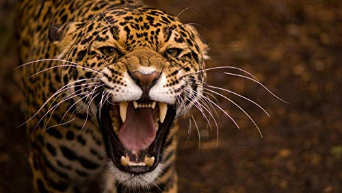 Rompecabezas De 1000 Piezas para Adultos Fauna Silvestre, Guepardo, Jaguar, Leopardo De Las Nieves, León